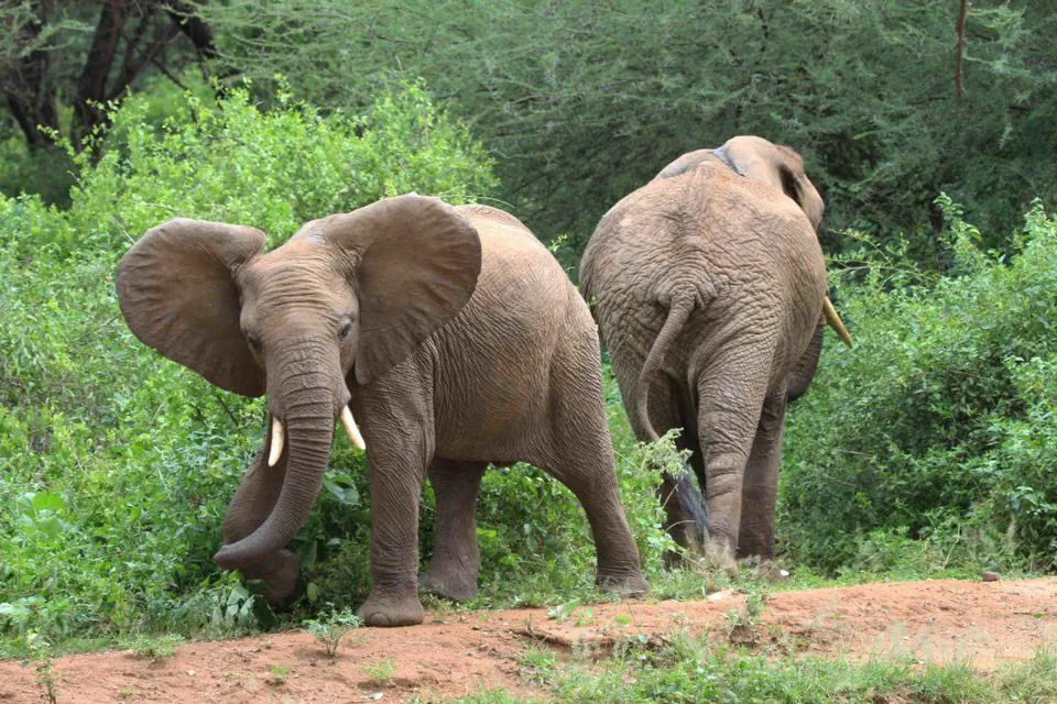 Faune & safaris